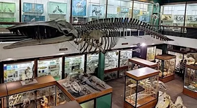 Zoology Museum Tour 12:00-12:45