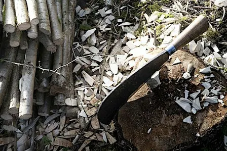 Traditional hedgelaying workshop