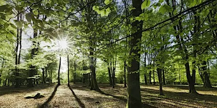 Small Woodland Management