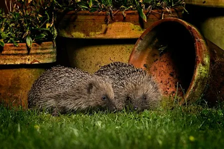 Family Trail: Hedgehog Adventure - Sutton Courtenay, Tuesday 27 October