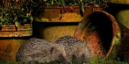 Family Trail: Hedgehog Adventure - Sutton Courtenay, Thursday 29 October