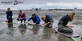 Torpoint - Intertidal seagrass seed collecting
