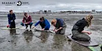 Torpoint - Intertidal seagrass seed collecting