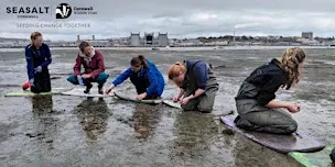 Torpoint - Intertidal seagrass seed collecting