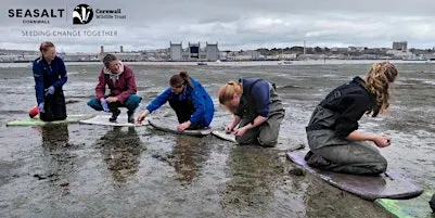Torpoint - Intertidal seagrass seed collecting