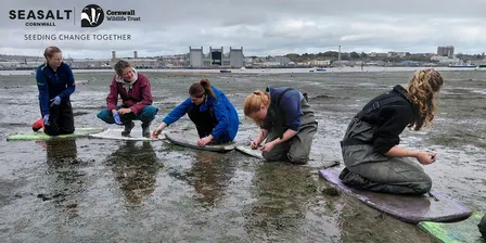 Torpoint - Intertidal seagrass seed collecting