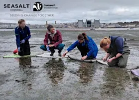 Torpoint - Intertidal seagrass seed collecting