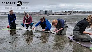 Torpoint - Intertidal seagrass seed collecting