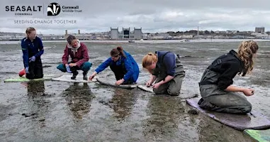 Torpoint - Intertidal seagrass seed collecting