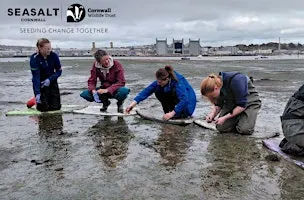 Torpoint - Intertidal seagrass seed collecting
