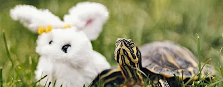Slow Coaching for writers: monthly group mentoring with Beverley Ward