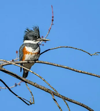 Accessible Birding at Kathryn Albertson Park