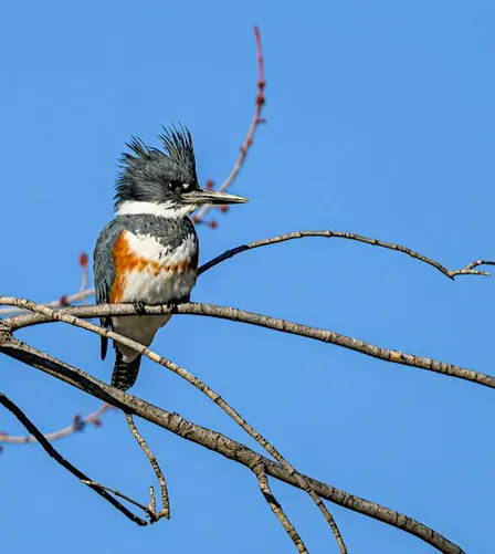 Accessible Birding at Kathryn Albertson Park