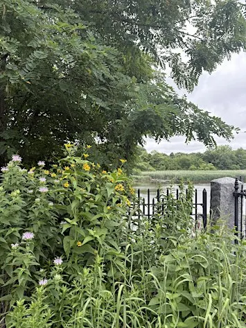 Medicinal Plant ID Walk at the Ridgewood Reservoir