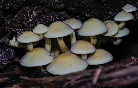 After Dark: UV Fungi Walk