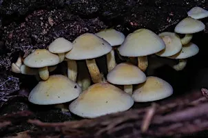 After Dark: UV Fungi Walk