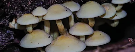 After Dark: UV Fungi Walk