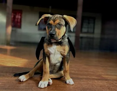 Rescue Puppy Yoga Halloween! - Chicken N Pickle