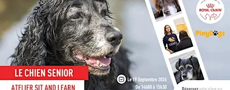 Atelier Sit & Learn - Chien Sénior