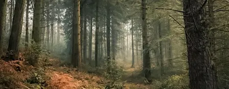 Forest Bathing at Himley Hall