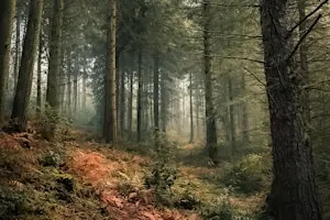 Forest Bathing at Himley Hall