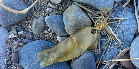 Shark Eggcase Hunt - Heysham