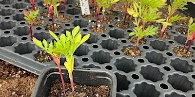 Seed Starting Workshop - In Person