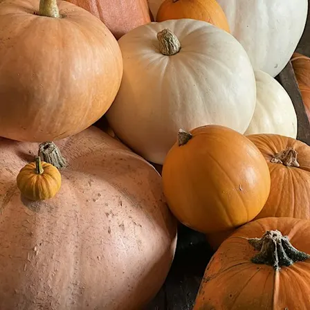 Haunted Woods Pumpkin Pick n Carve