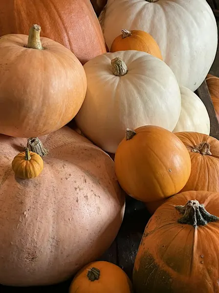 Haunted Woods Pumpkin Pick n Carve