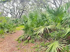 Reddie Point Outing - Florida Young Birders Club (NE Florida Chapter)