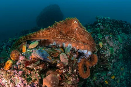 EWC Environmental Speaker Series "Meet the Giant Pacific Octopus"