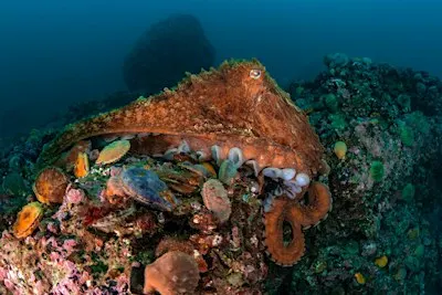 EWC Environmental Speaker Series "Meet the Giant Pacific Octopus"