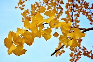 Autumn Remedies: Brain Tonics & Healing Oils