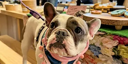 Halloween Dog Tea Party