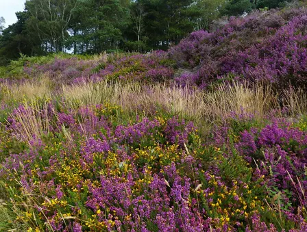 Wildlife Walk - Canford Heath Nature Reserve