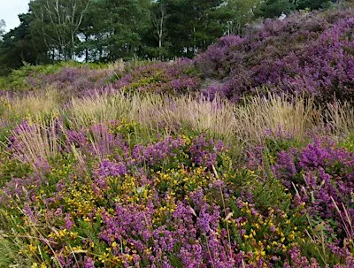 Wildlife Walk - Canford Heath Nature Reserve