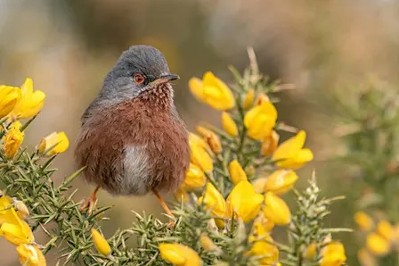 Surrey Wildlife Trust Annual General Meeting 2026 & Members Afternoon
