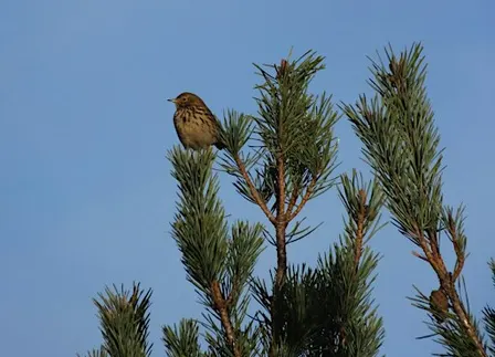 Bird Walk - World Migratory Bird Day
