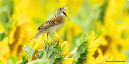 FREE Talk: "Birds in Focus: Bird and Nature Photography for Beginners"