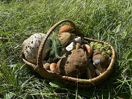 MUSHROOM FORAGING WORKSHOP