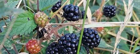 Foraging Skills - Fryston Country Trails