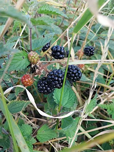 Foraging Skills - Fryston Country Trails