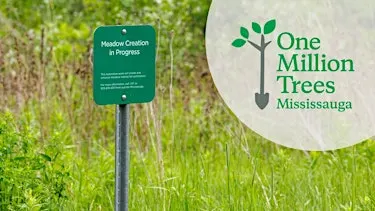 Wildflower Planting Event at Jack Darling Park