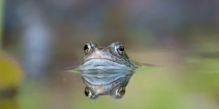Pond Life ID Course at Attenborough Nature Reserve