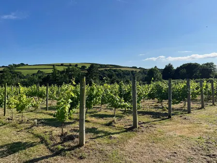 An Fos Vineyard Open Day