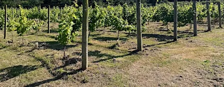An Fos Vineyard Open Day