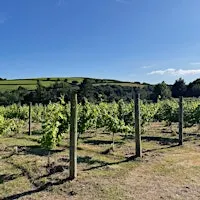 An Fos Vineyard Open Day