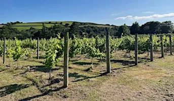 An Fos Vineyard Open Day