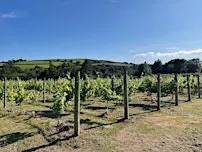 An Fos Vineyard Open Day