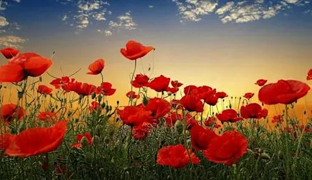 Poppy Dance 2026